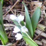 Puschkinia scilloides, siberian or striped squill.