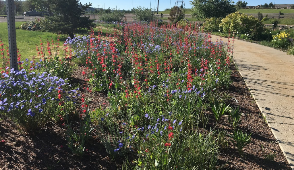Flowering test garden with red and blue blossoms.