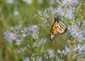 Monarch Butterfly in a flower garden